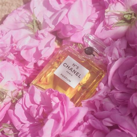 chanel no.5 rose petals grasse|chanel no 5.